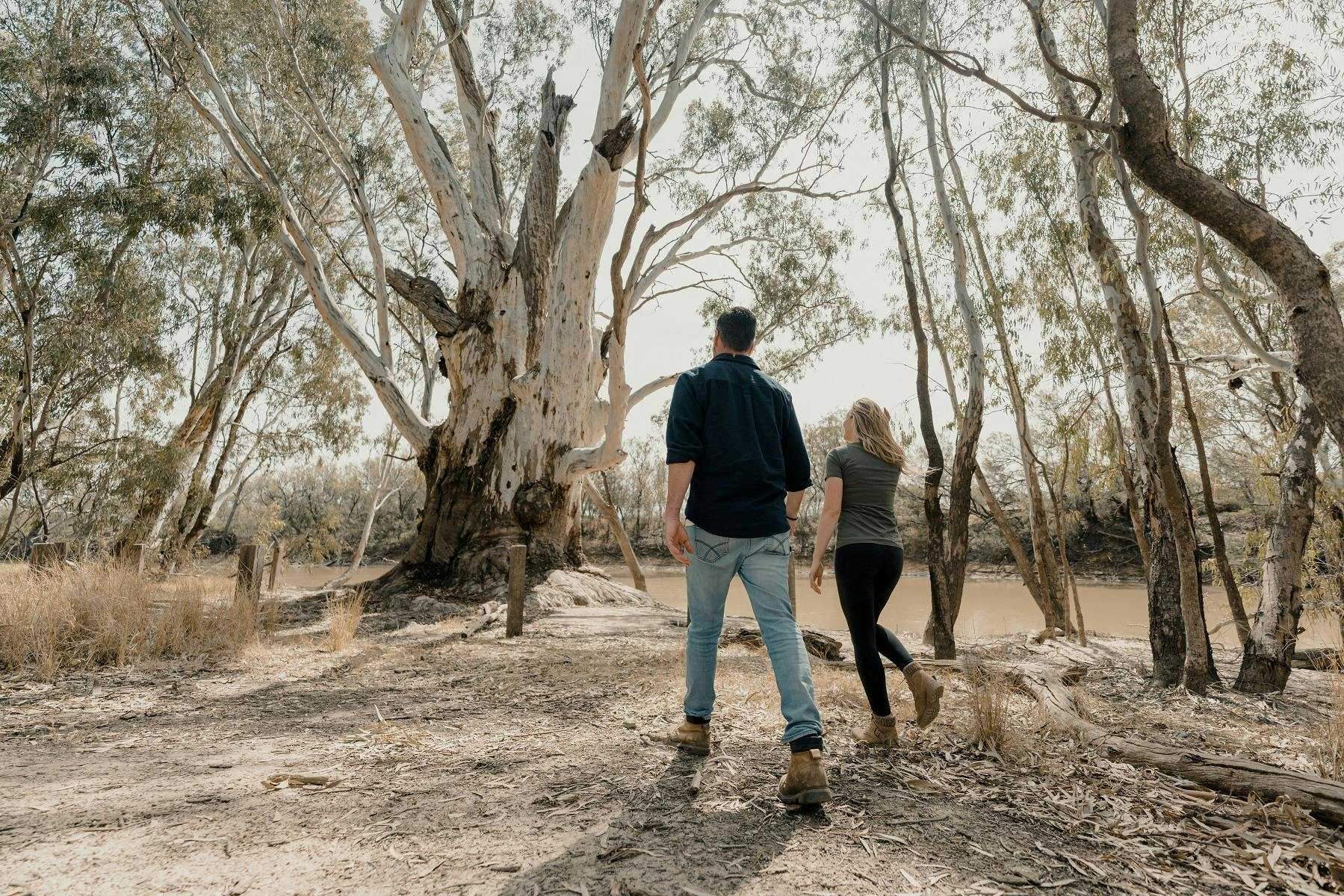 Visit the Murray | The Big Tree