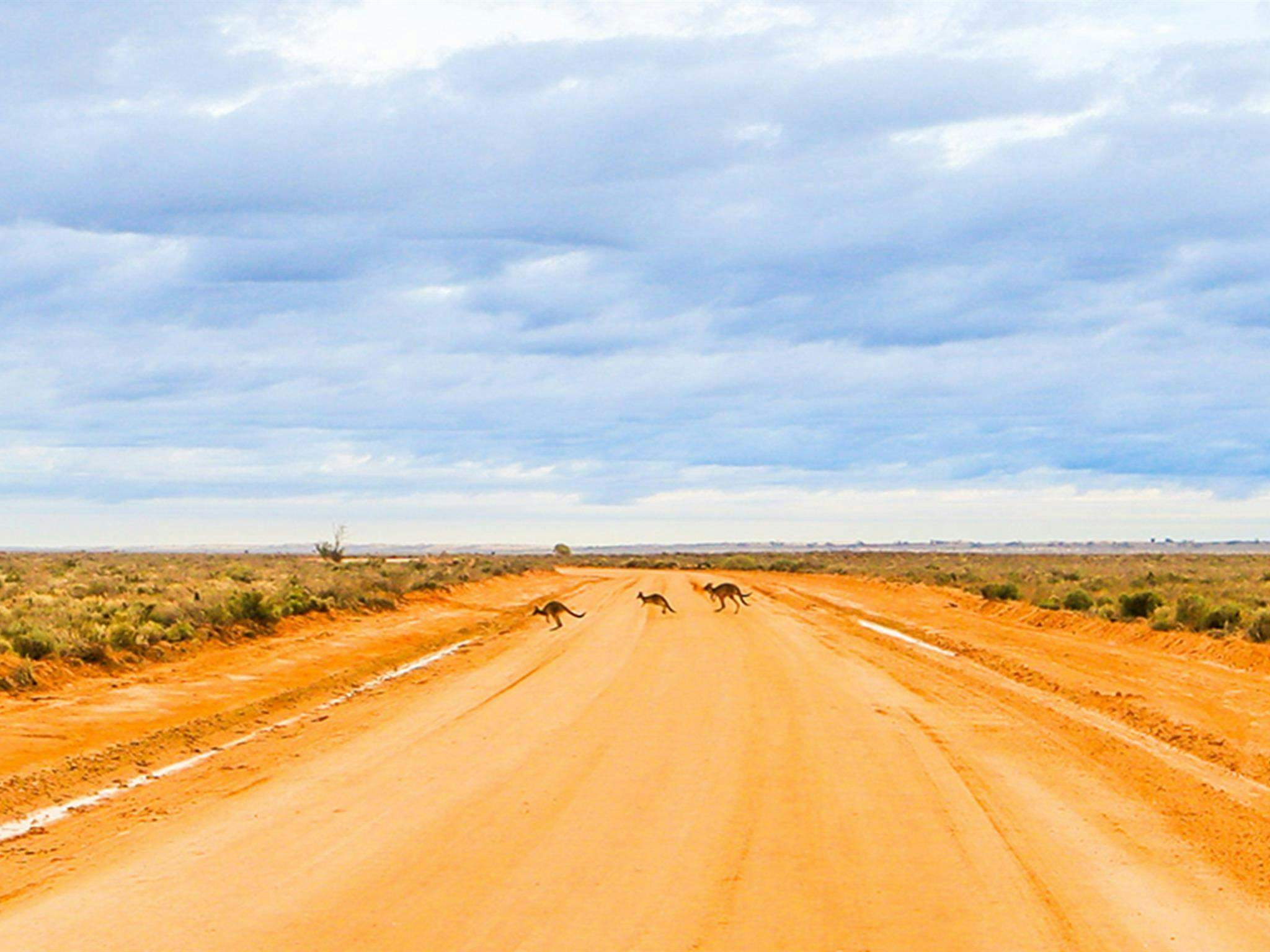 Mungo_Kangaroos_Jfkblnz