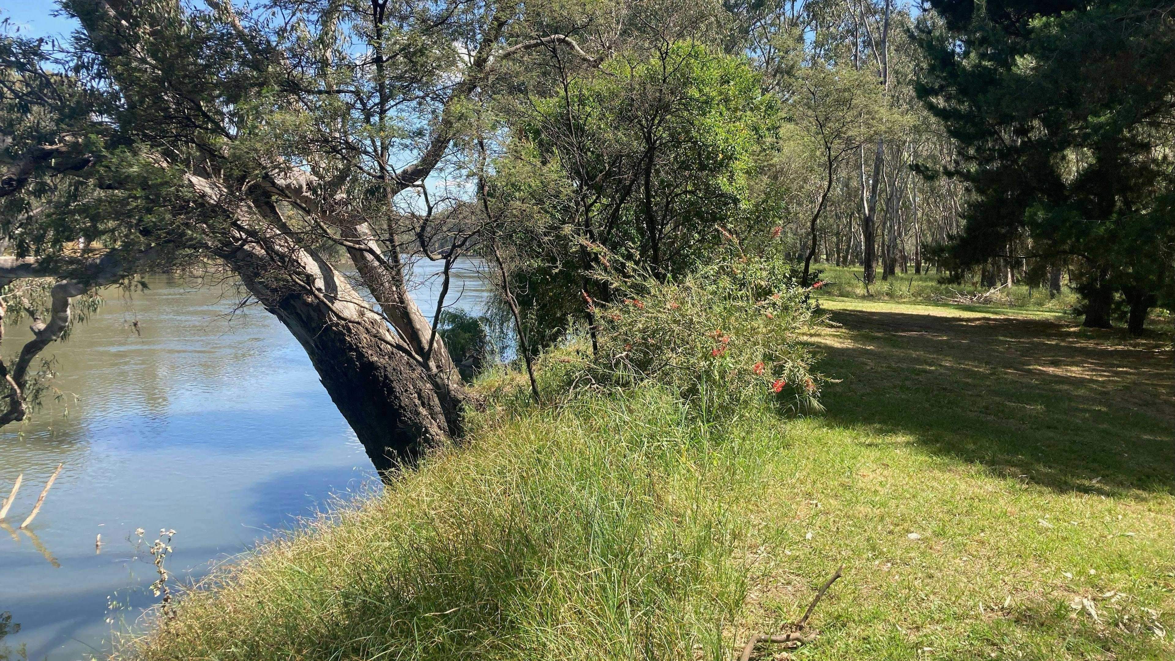 Banks-Of-The-Murray-Corowa-Riverview-Campsites-On-The-Murray_Ivndm22