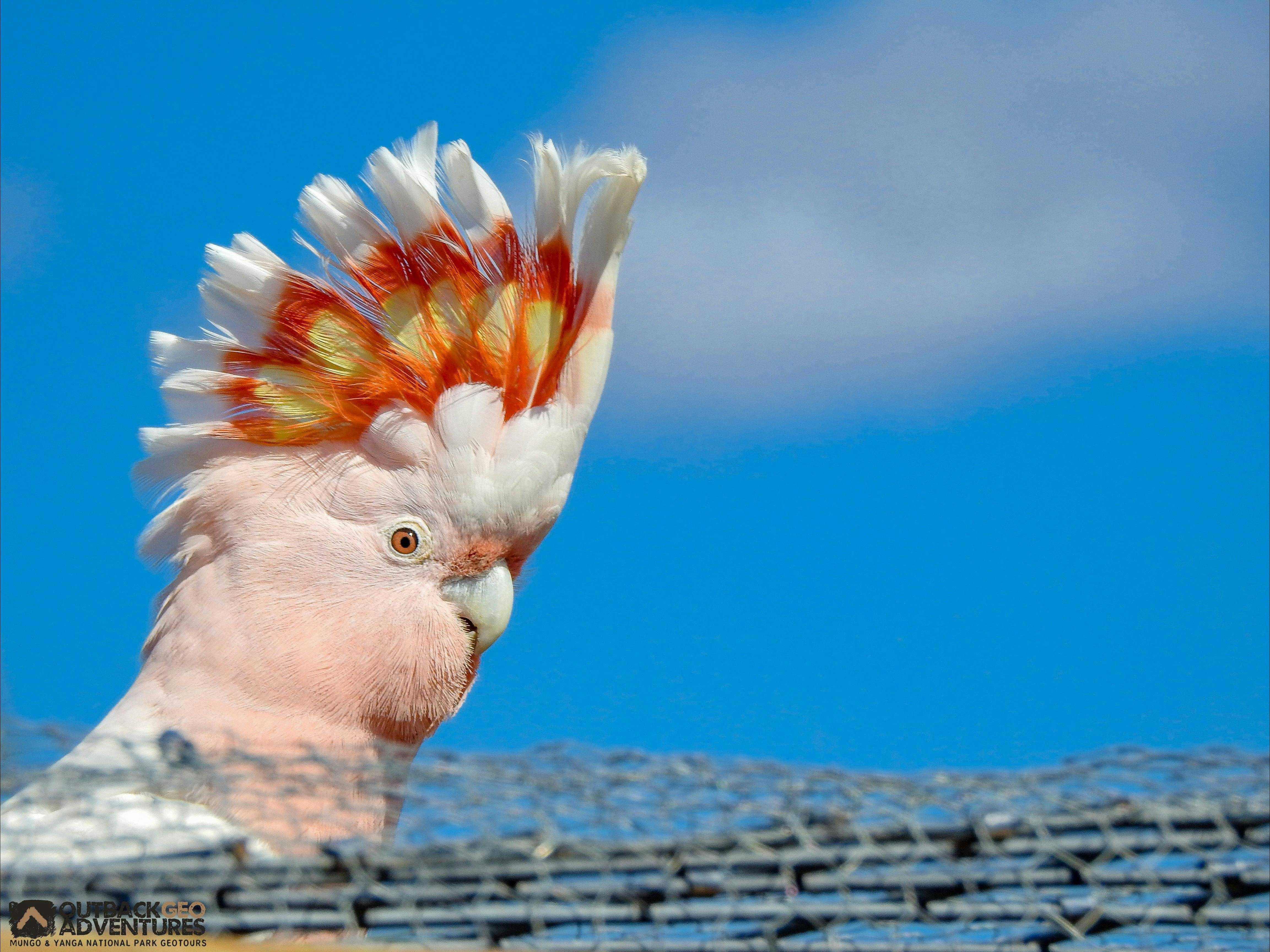 6A43Ad6C6A81632Ed1A8790Ba395242F