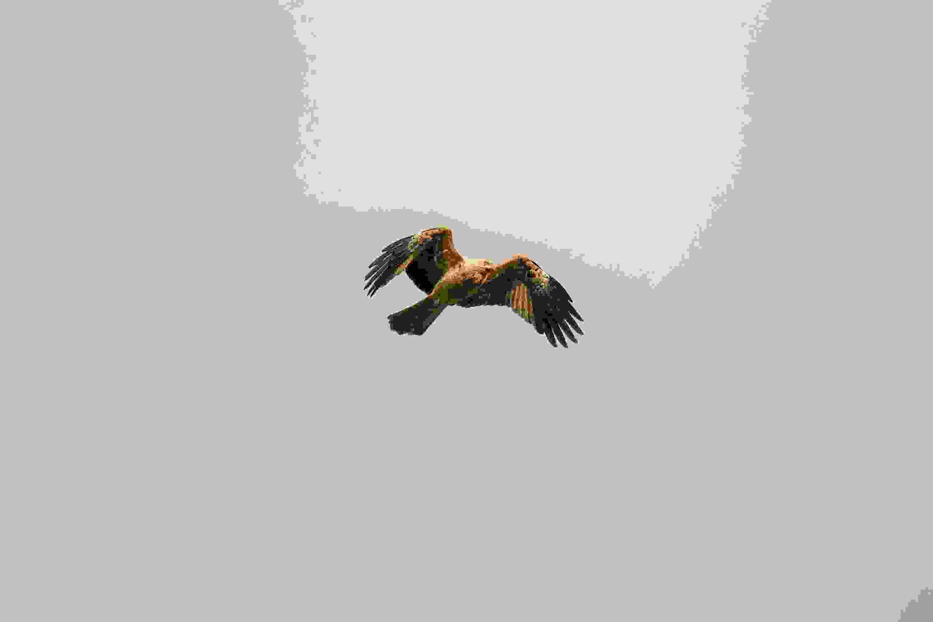 2185D306715742E988A74C6Abdd17Ea9