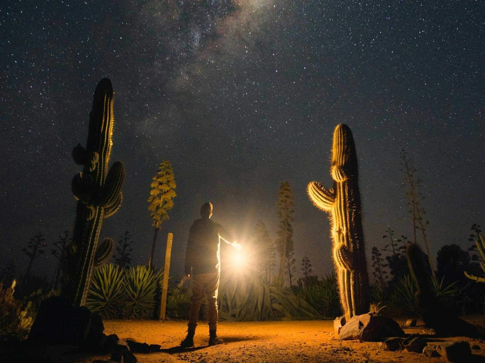 A visitor explores Cactus Country near Strathmerton at night for a special event