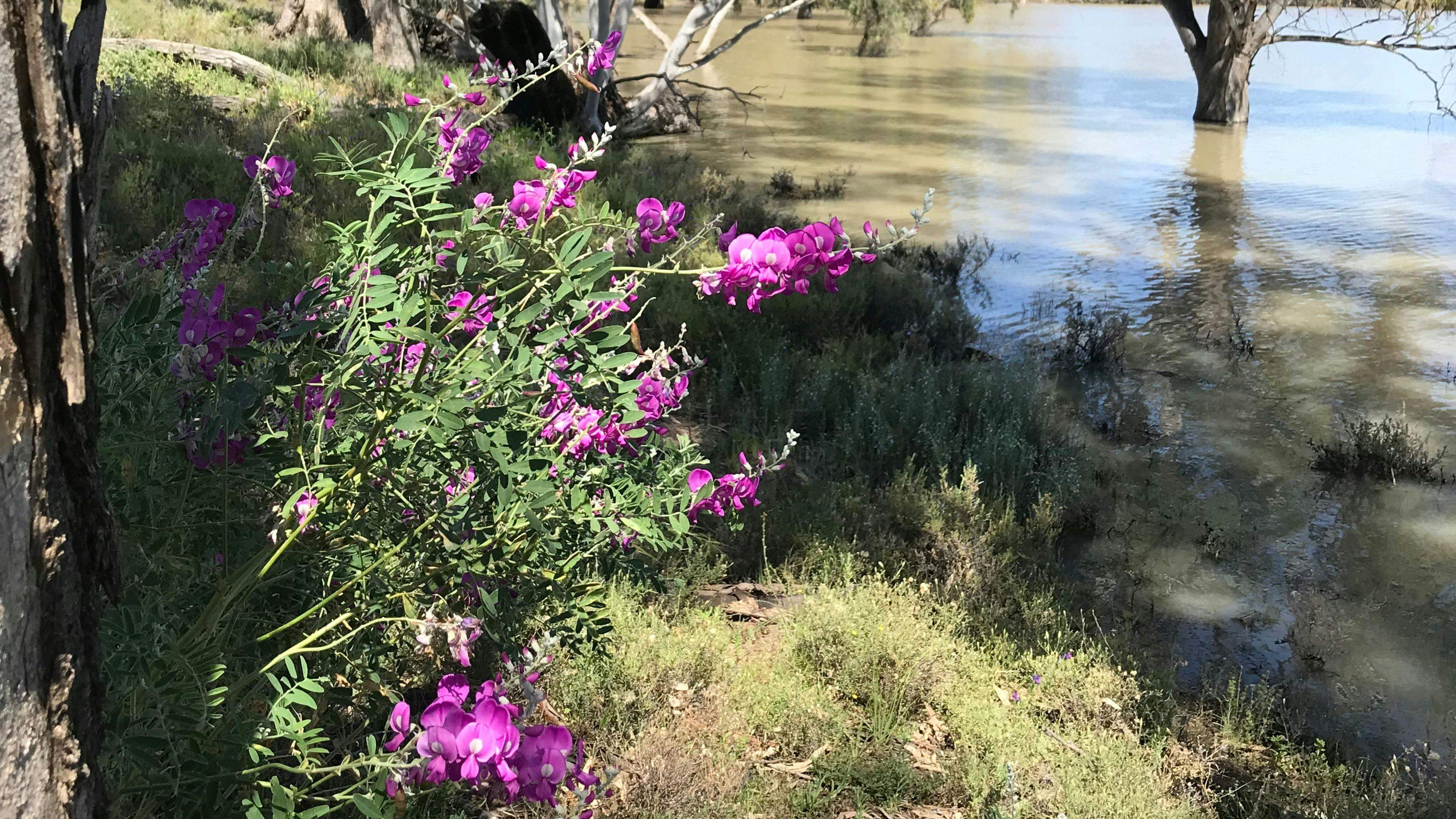 Downham-Farm-On-The-Darling-River_6Frm51F