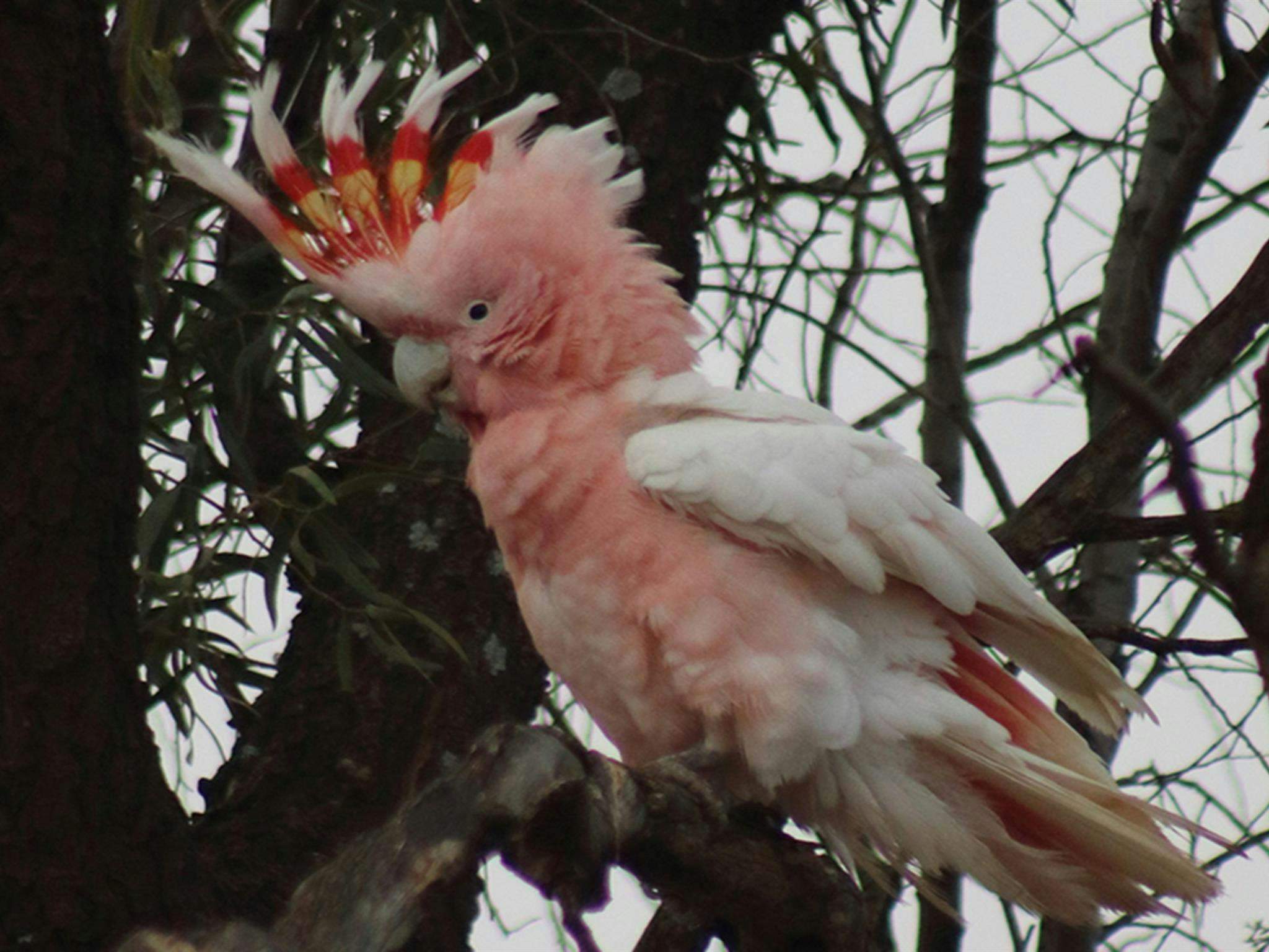 Mungo_Majormitchellcockatoo_Xv0Ysjh