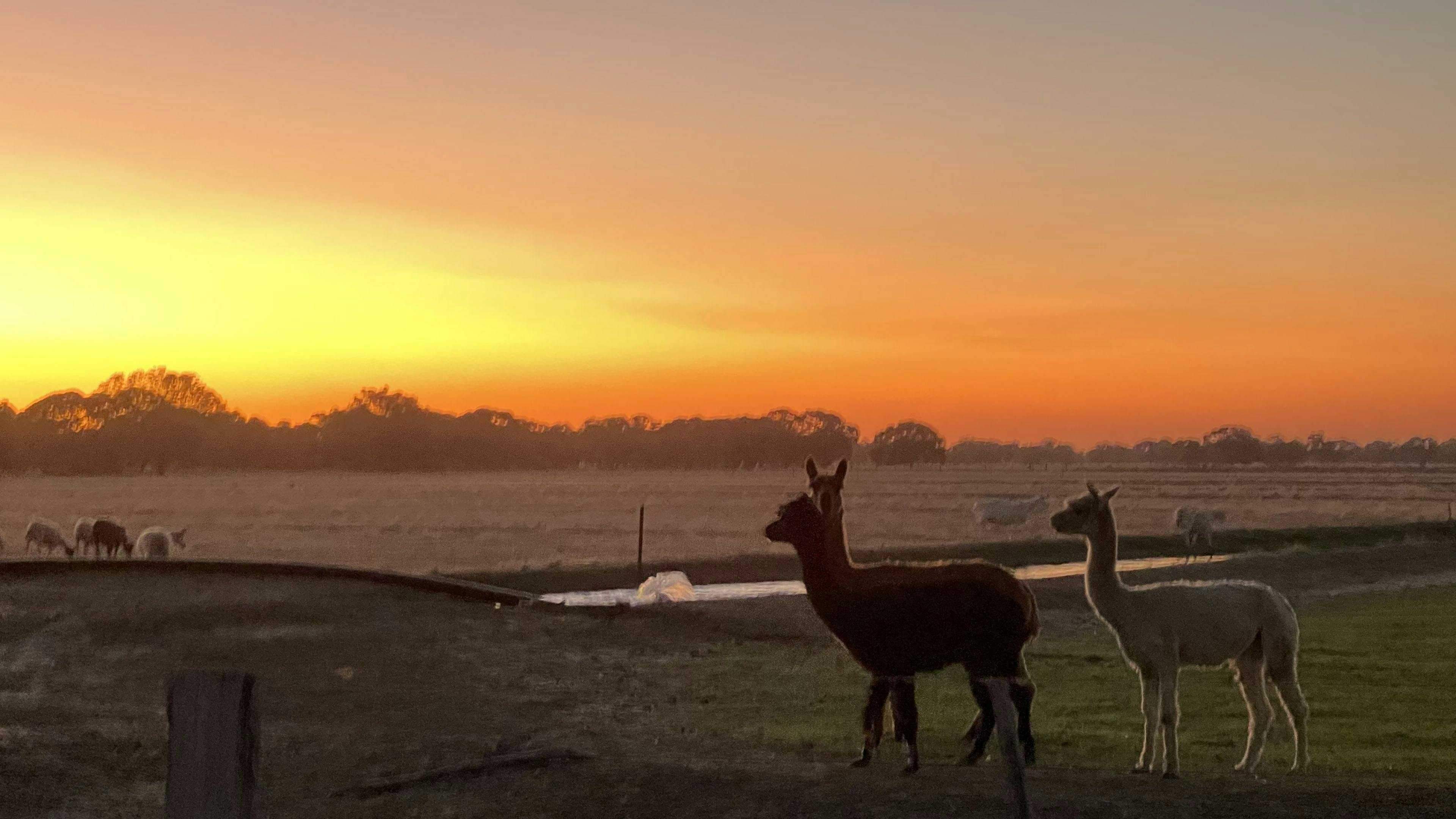 Tom-S-Run-Alpaca-Farm-Tom-S-Run-Alpaca-Farm-Unfurled-Riverina_Vio3Rqa