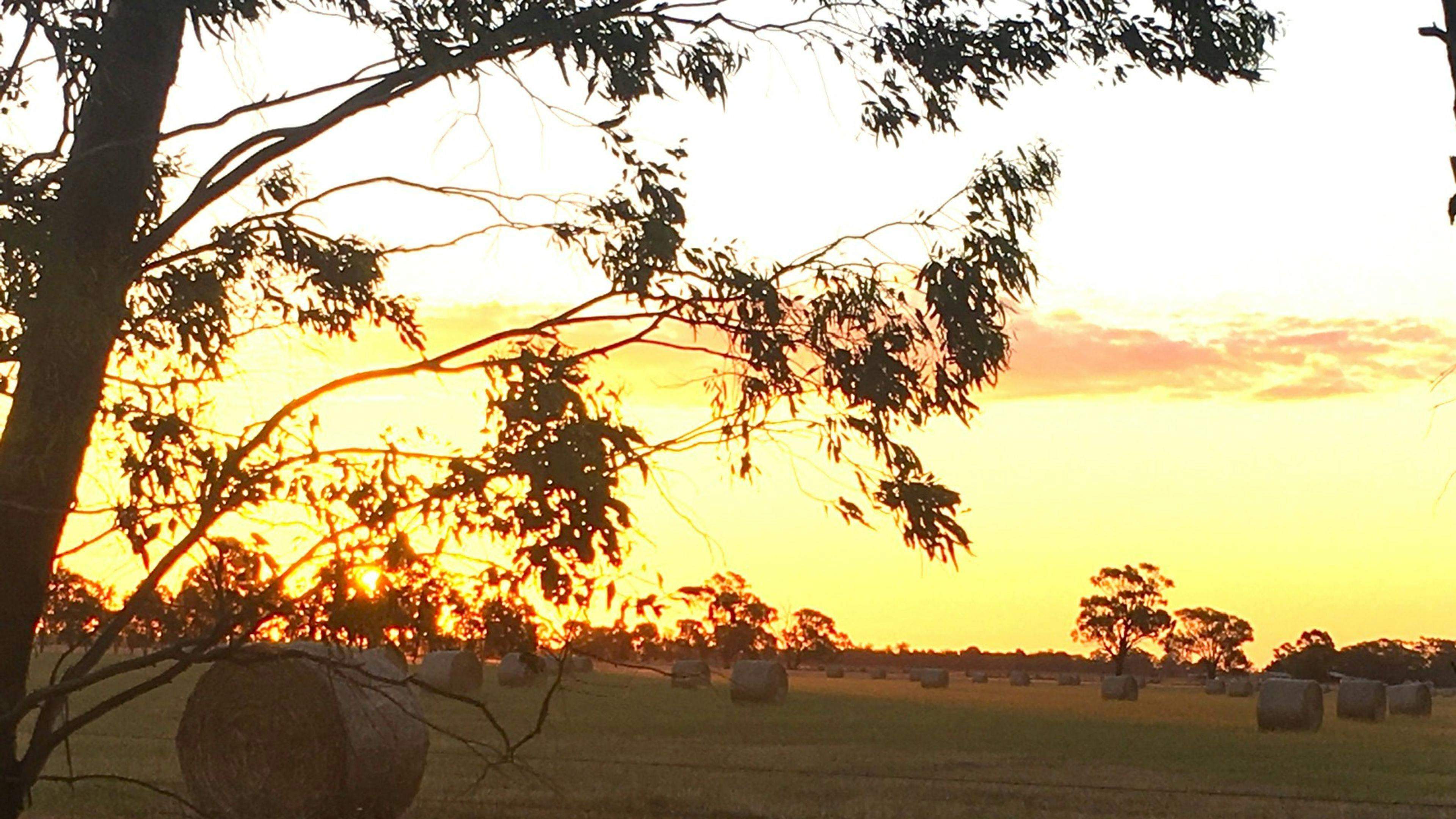 Jandar-Farm-Jandar-Farm-Stays-With-Horses-Riverina_29Avxe4