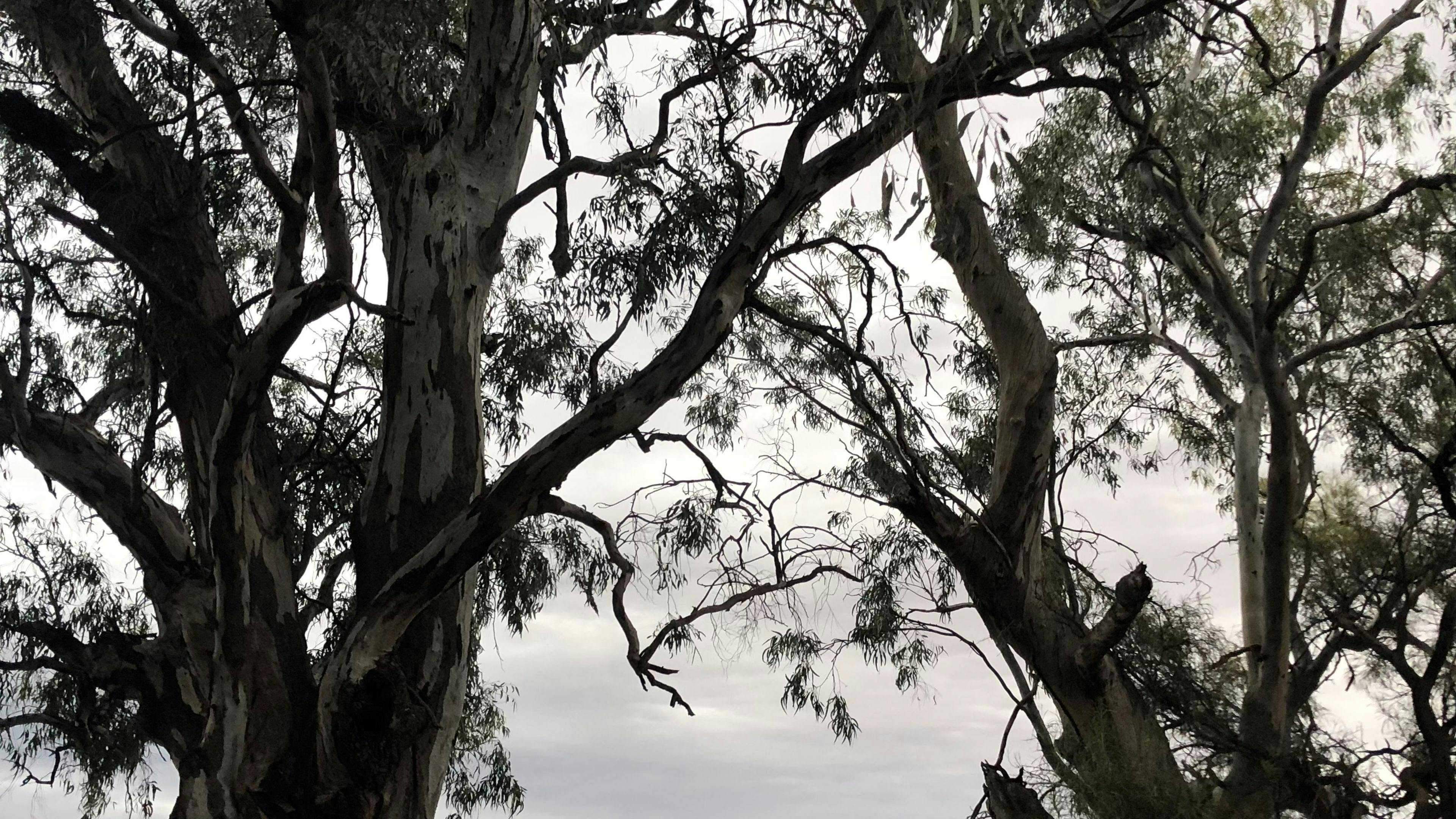 Rondel-River-Reserve-Site-3-Rondel-River-Reserve-The-Mallee_Cxg998B