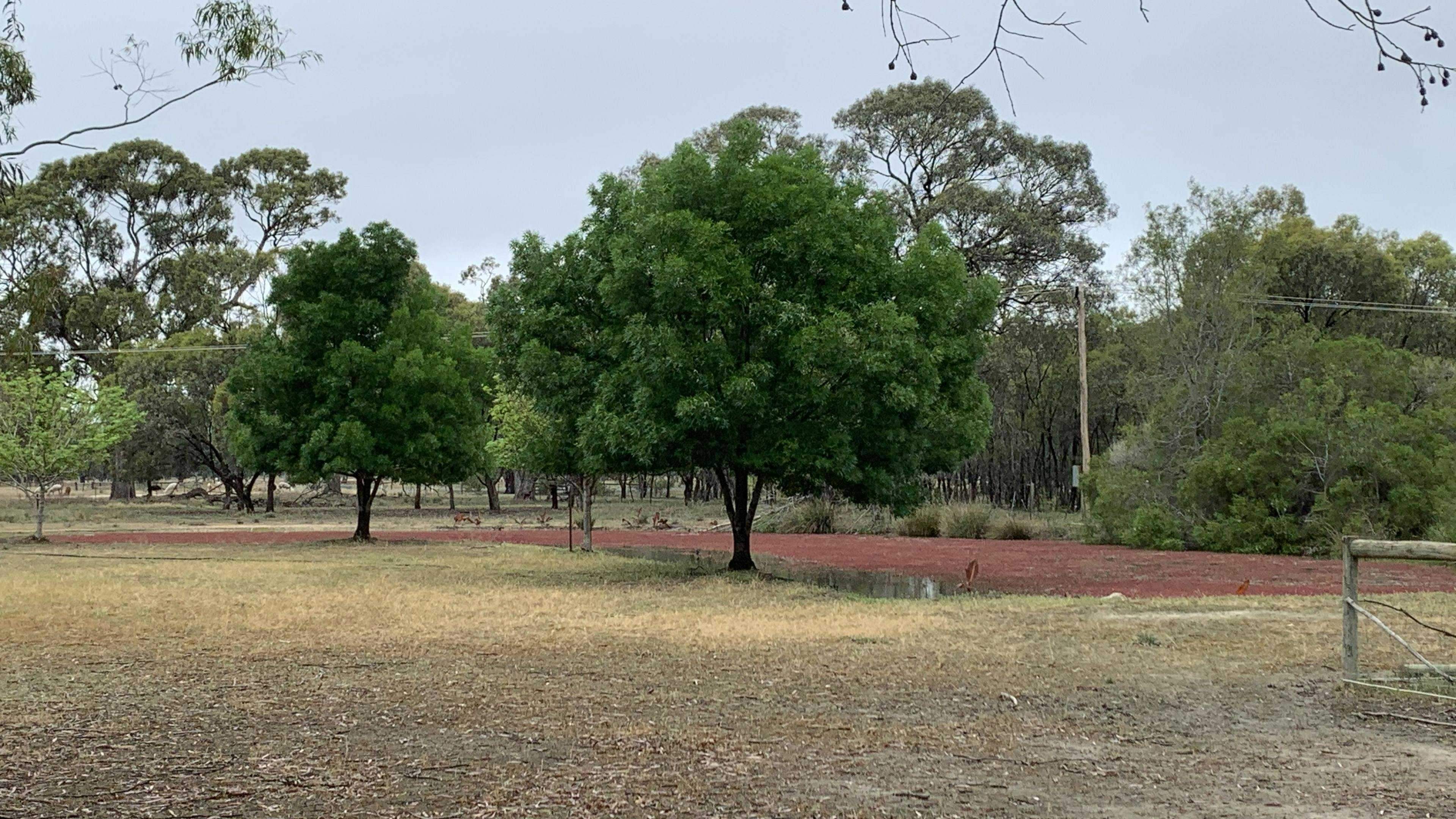 Tom-S-Run-Alpaca-Farm-Tom-S-Run-Alpaca-Farm-Unfurled-Riverina_Gin6Geq