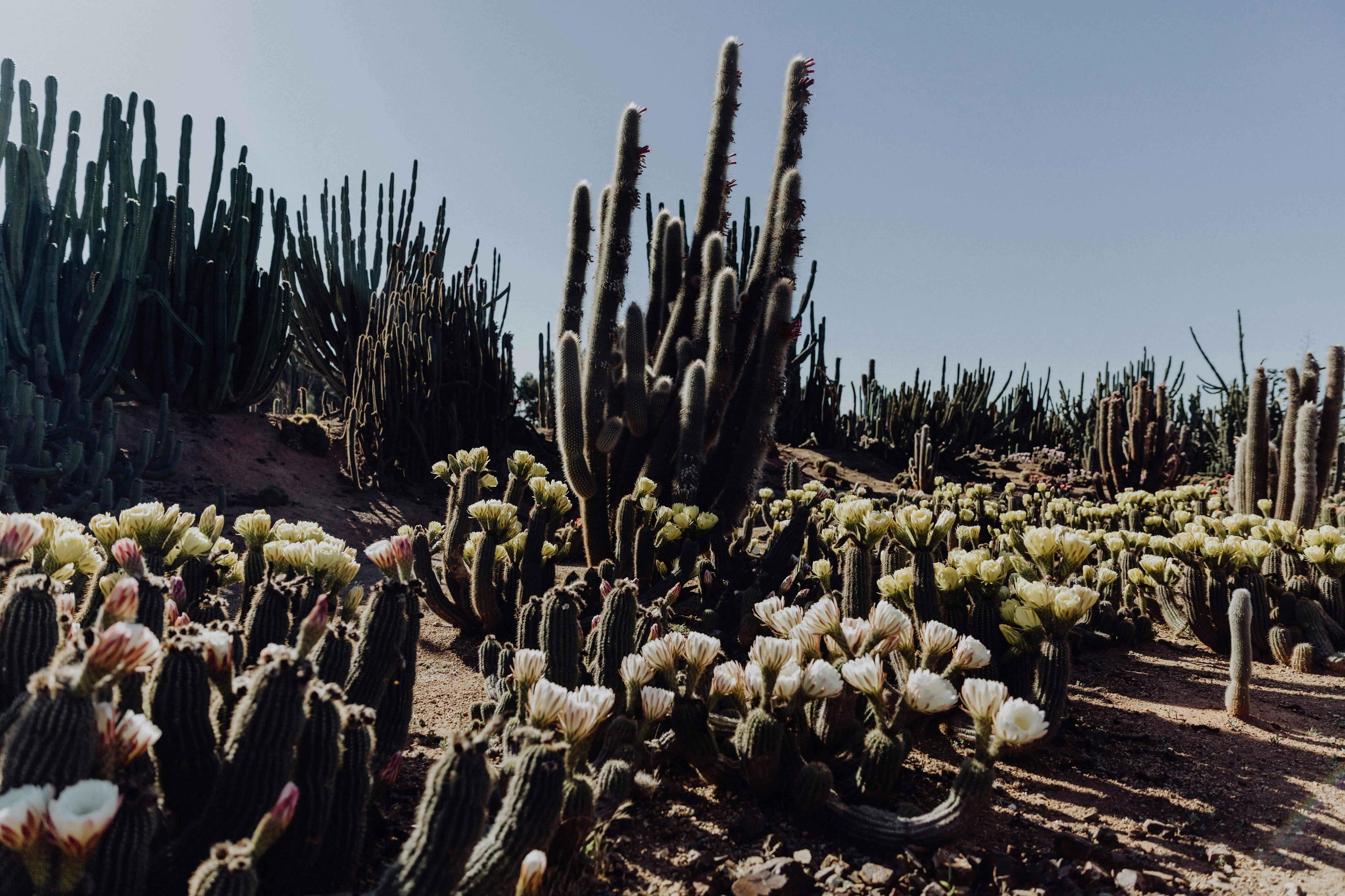 6Eeb39B525Fb9A3Cdb52Ca5348D73Dc4