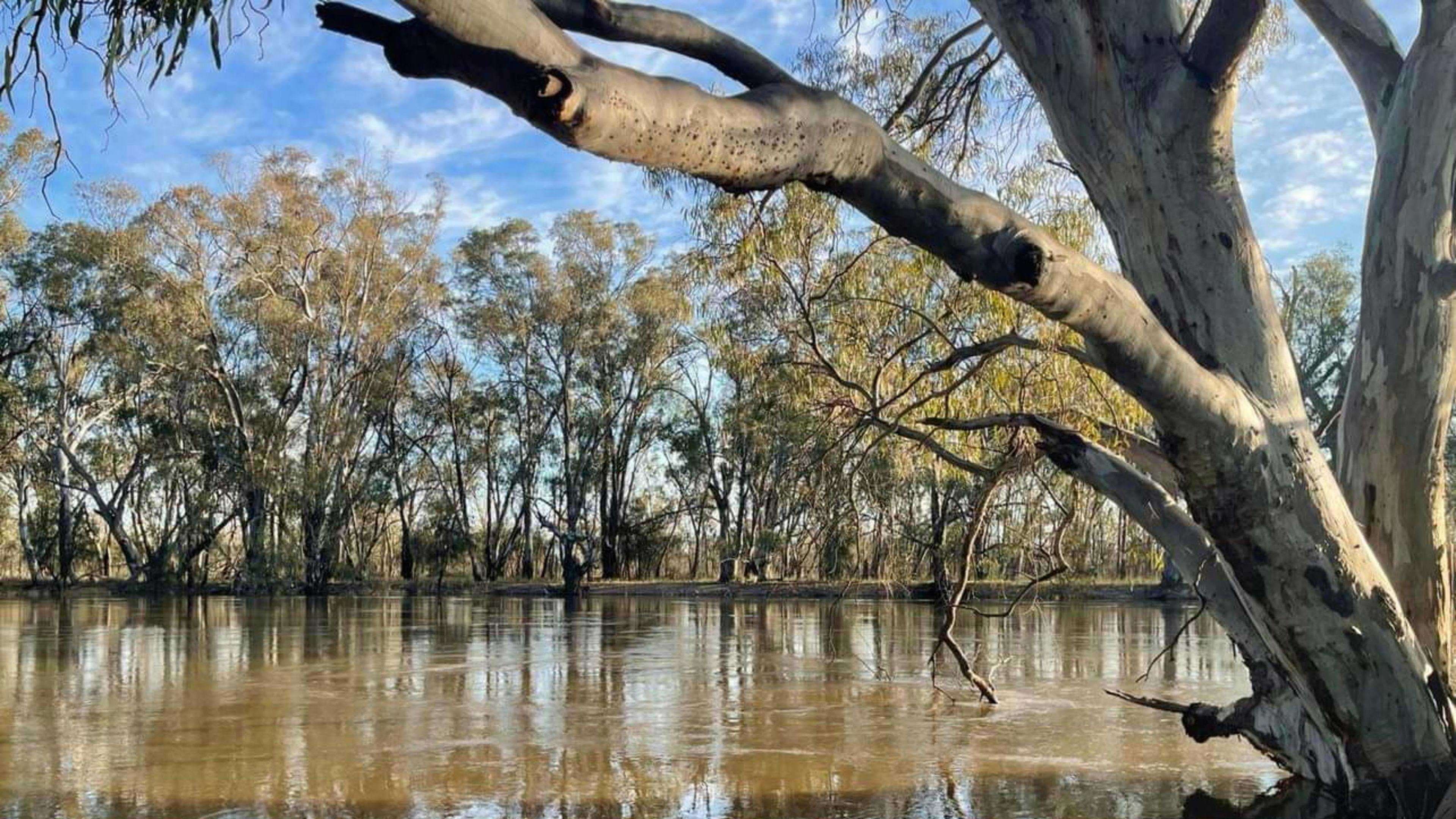 Murraywood-Murraywood-On-The-Murray-The-Mallee_92E3D3W