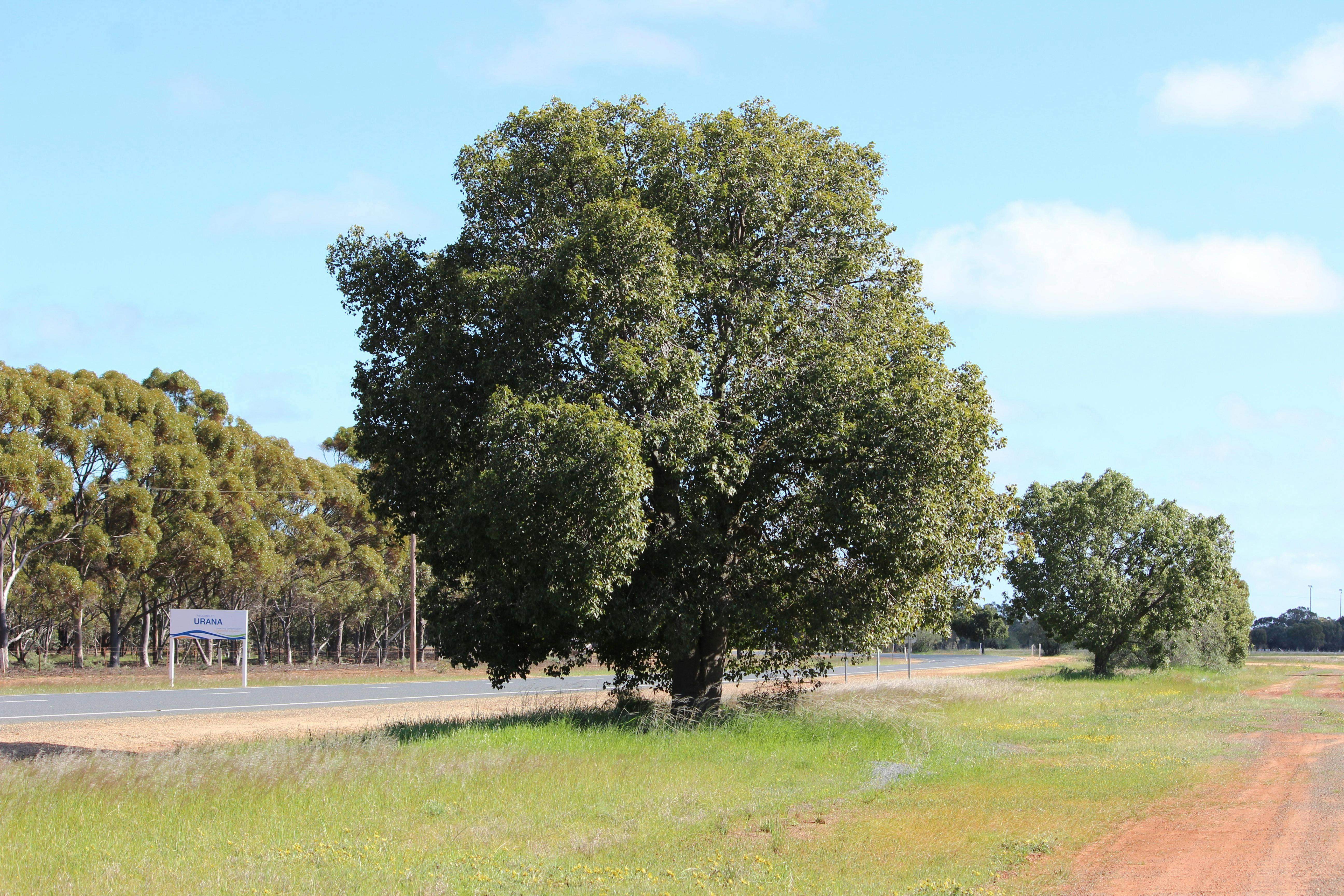 426872Aa0356D518D37Ffb46F6151153