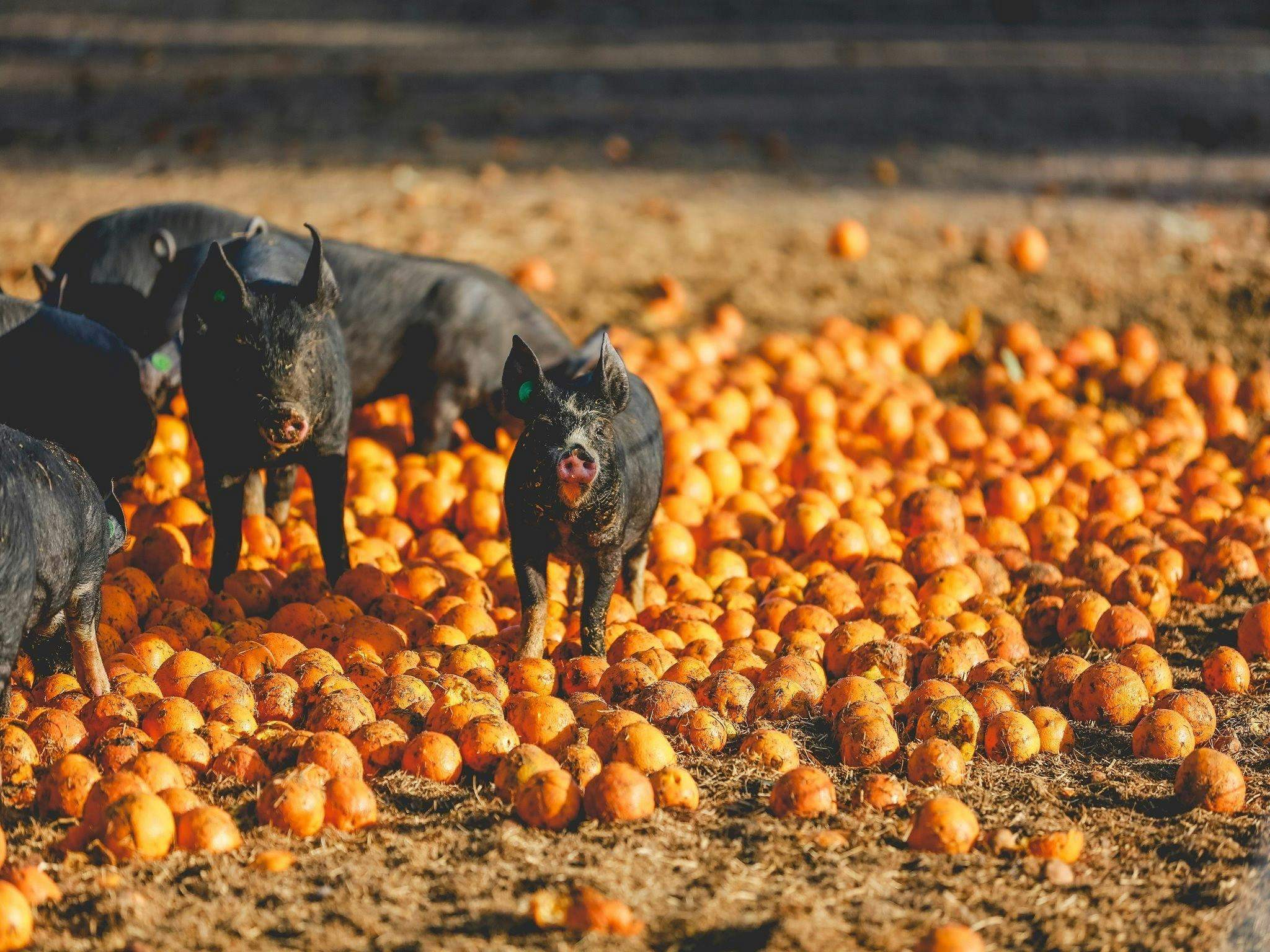 Bf2F596Ce7C6Ce5B6A415D1F9D1638Cc