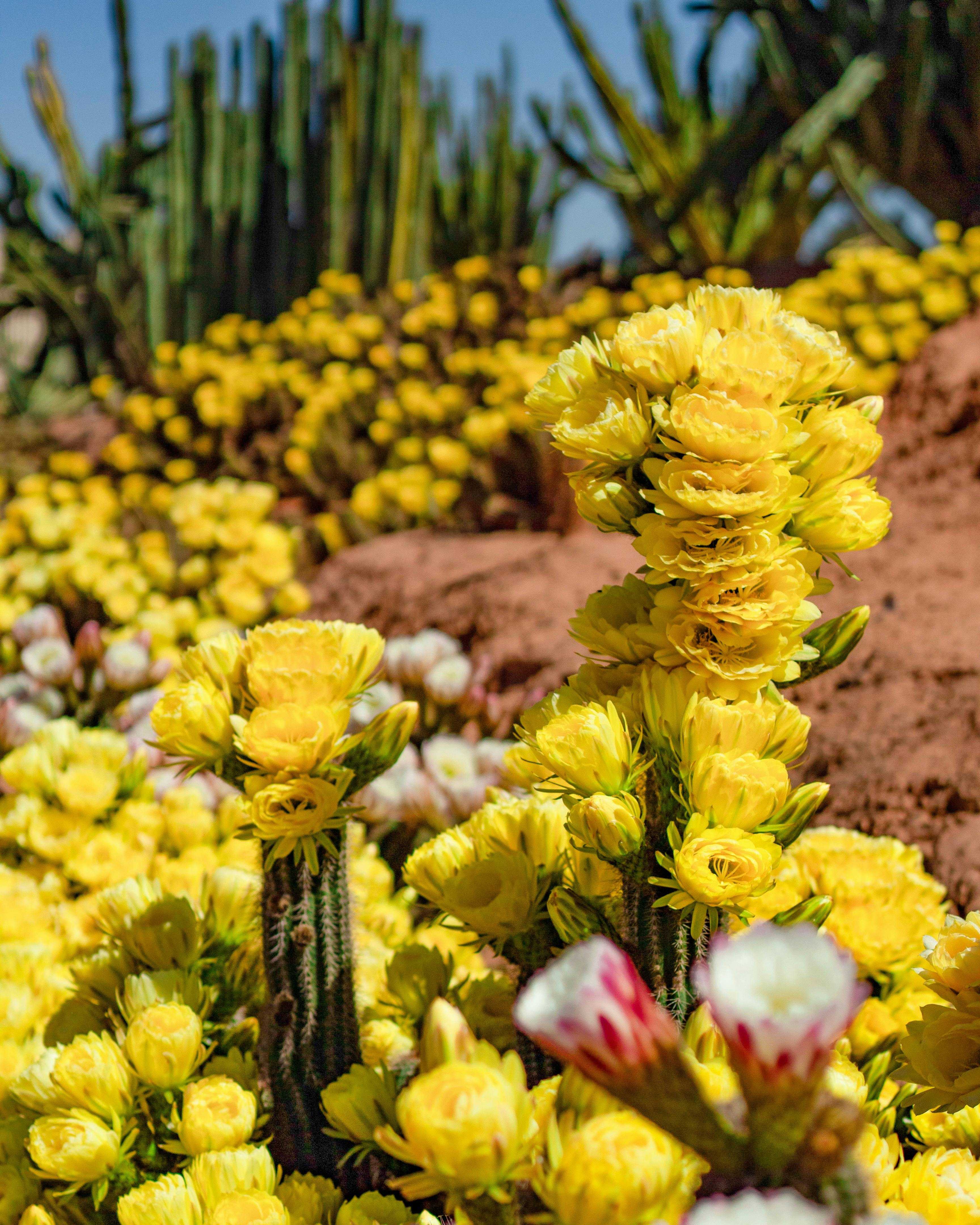 Fac25955F825223B5069D5B6De3015Eb