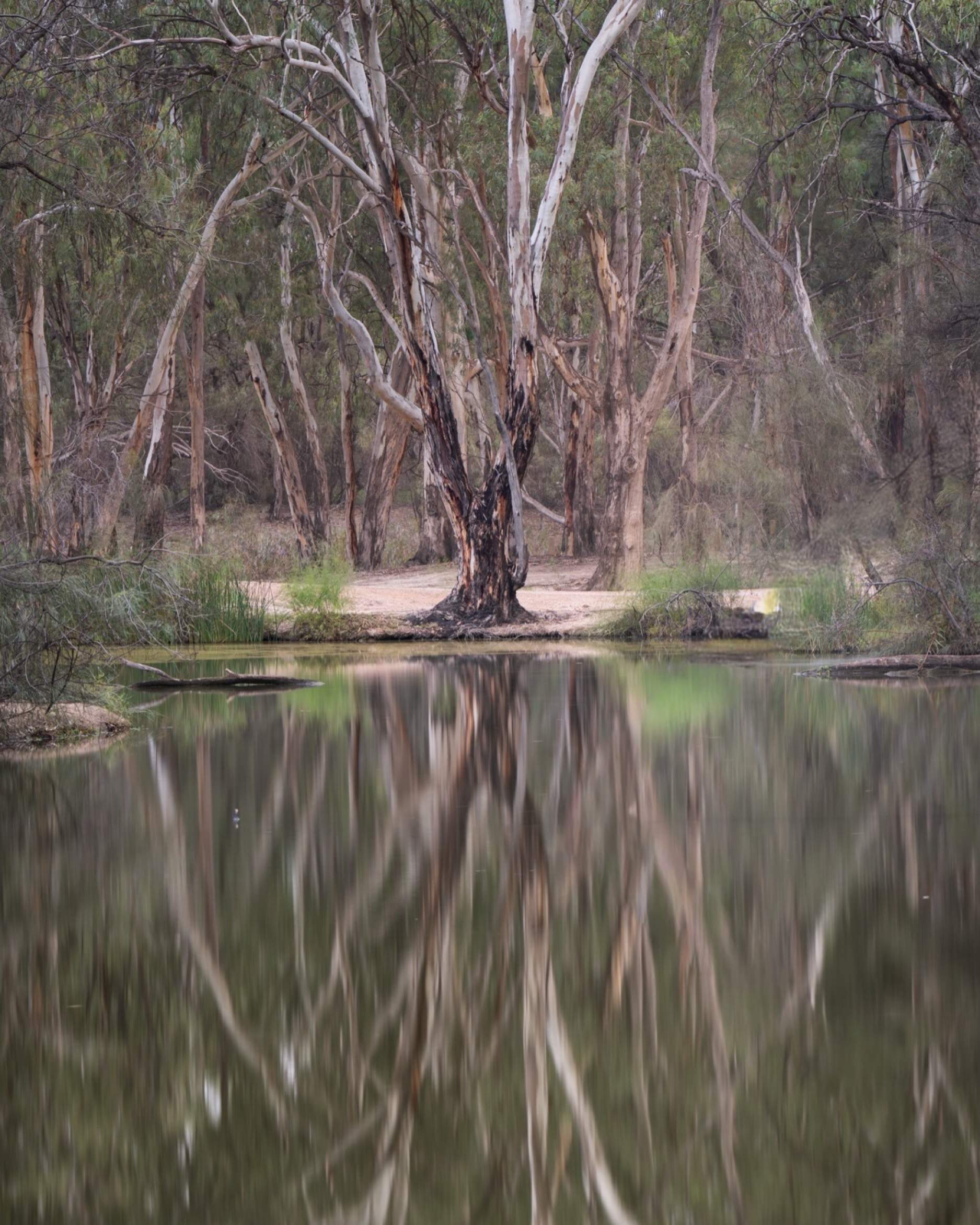 visitthemurray