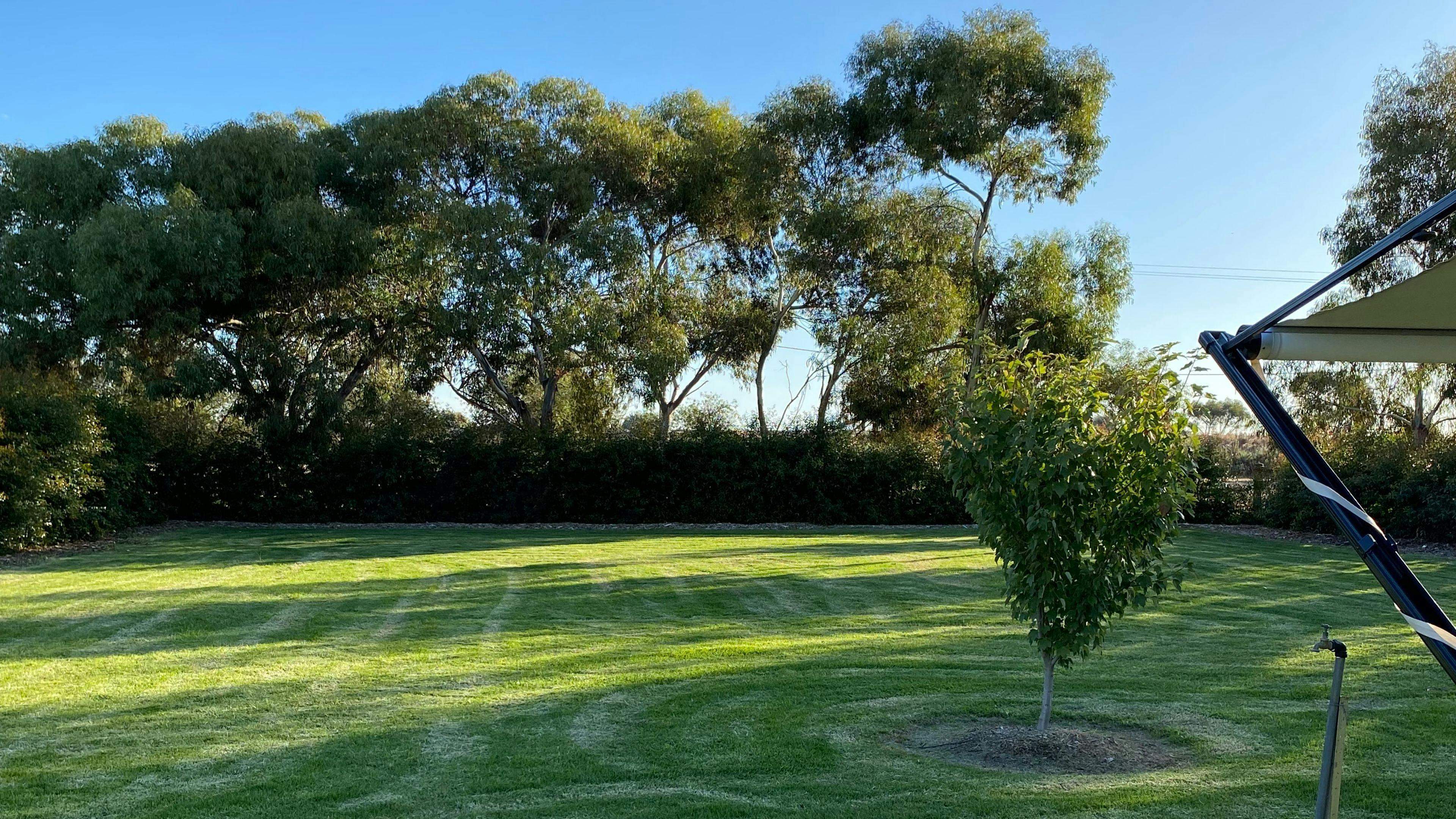 Denitom-Acres-Maple-Riverina_2Jc409Y