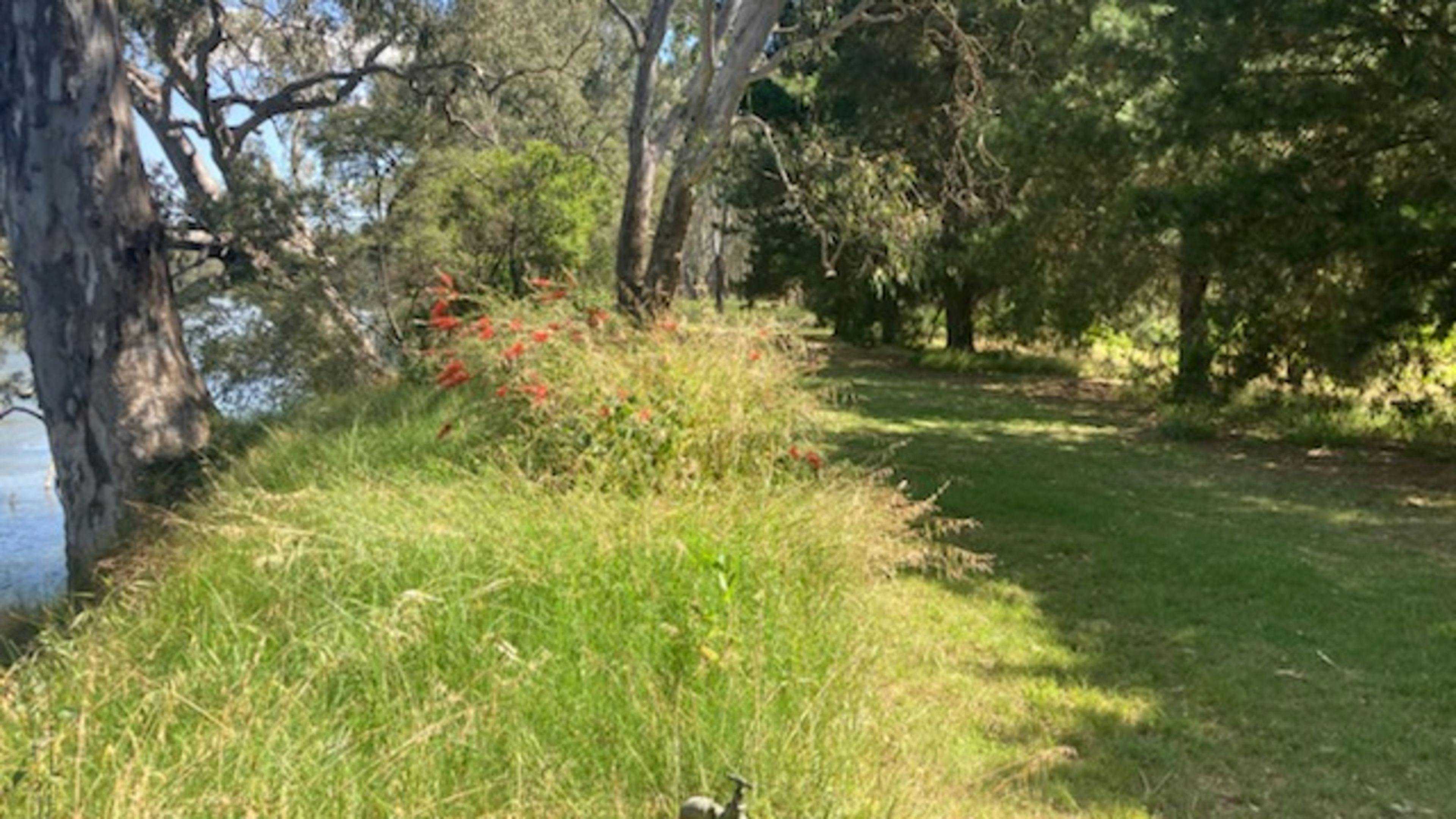 Banks-Of-The-Murray-Corowa-Riverview-Campsites-On-The-Murray_Twwy2Gh