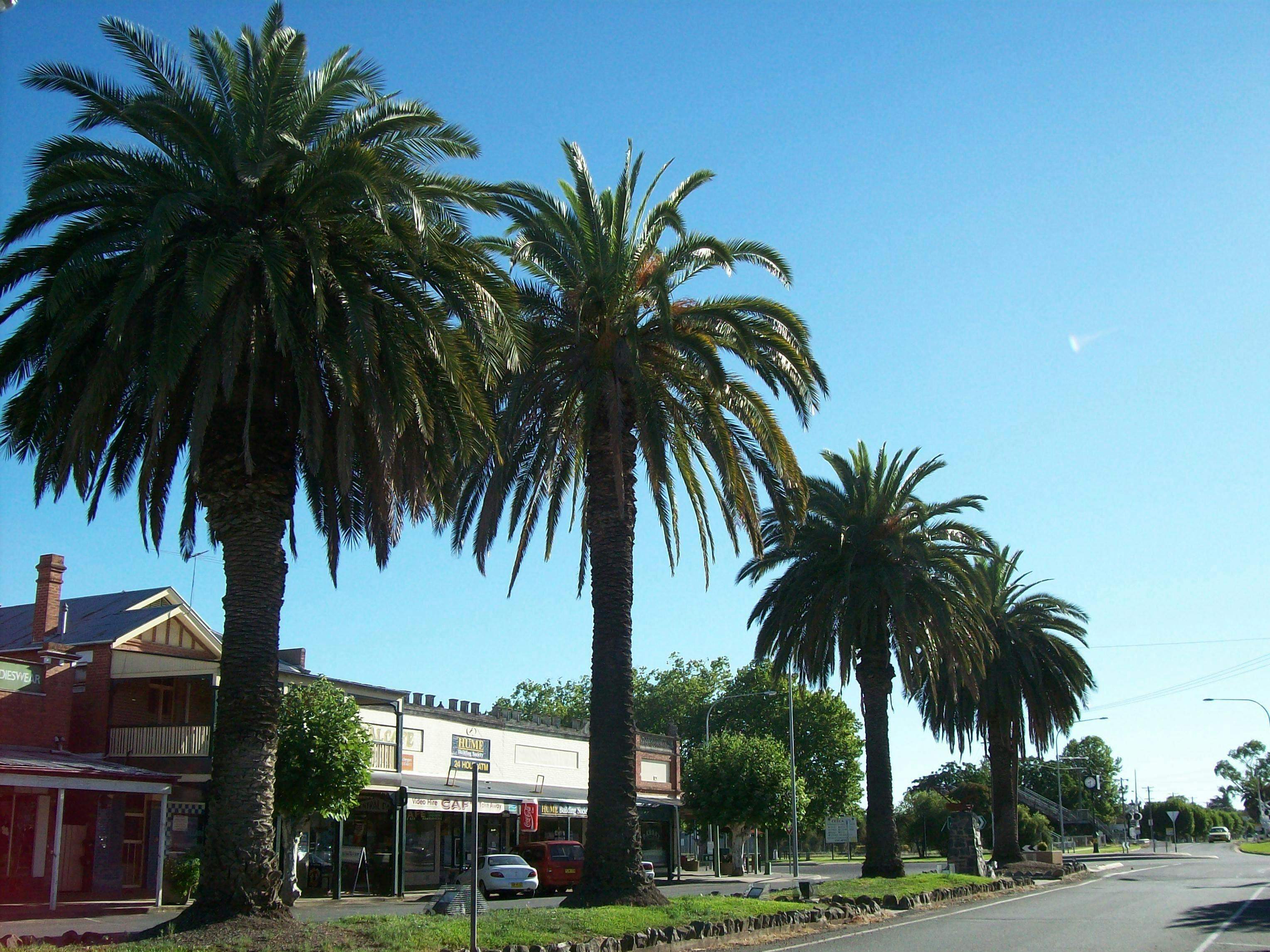 Original__9988866_2640_Balfour_St_Culcairn_Palms_3_Ygxm3Hu