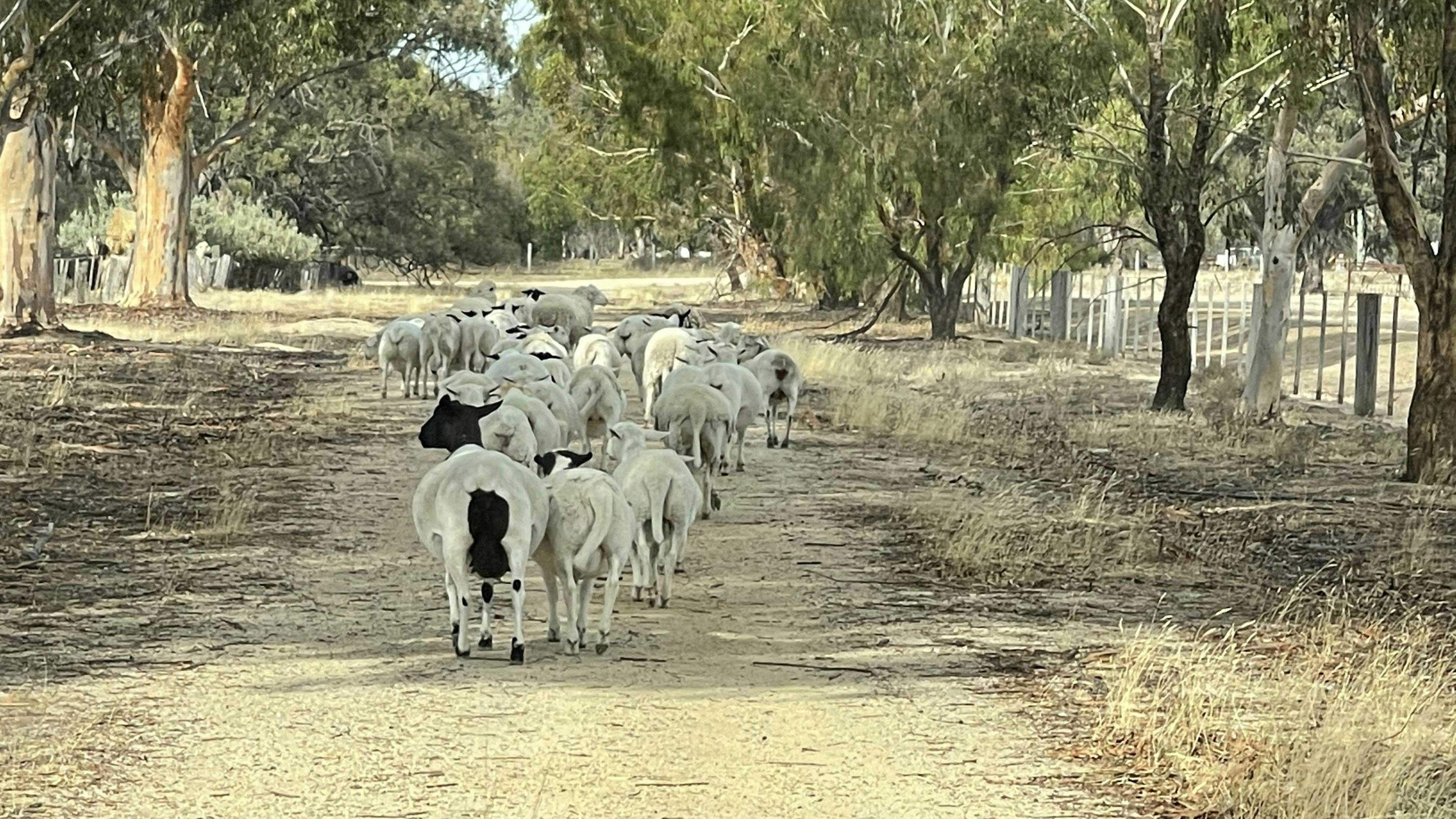 Tom-S-Run-Alpaca-Farm-Tom-S-Run-Alpaca-Farm-Unfurled-Riverina_Fq3B1La