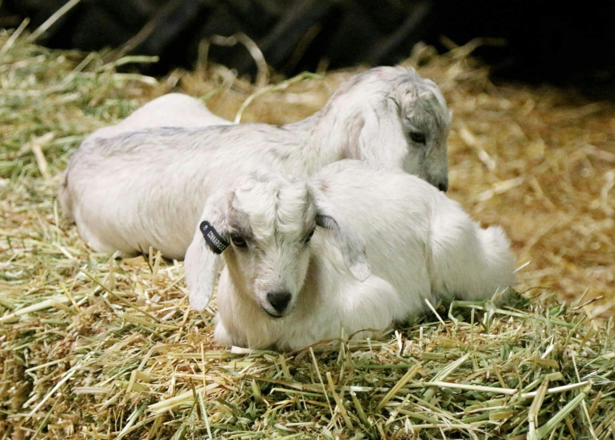 Addfa0768B1A24042384388512145Fcd