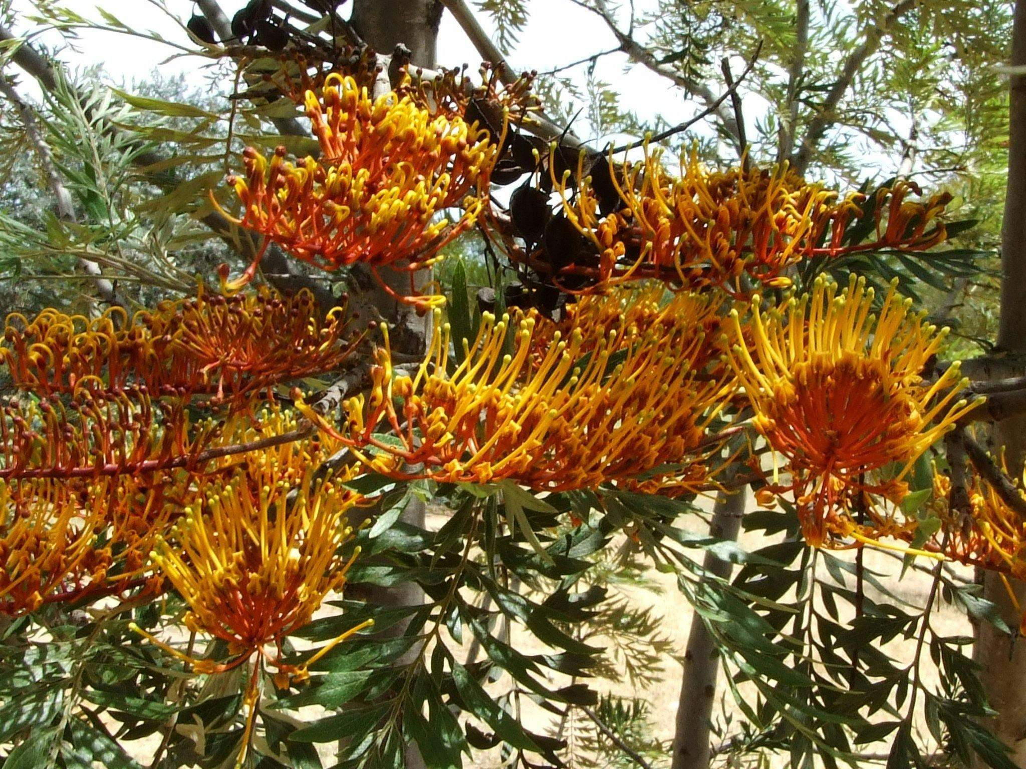 6Baf509069850D68Fa913070F6Fa5938