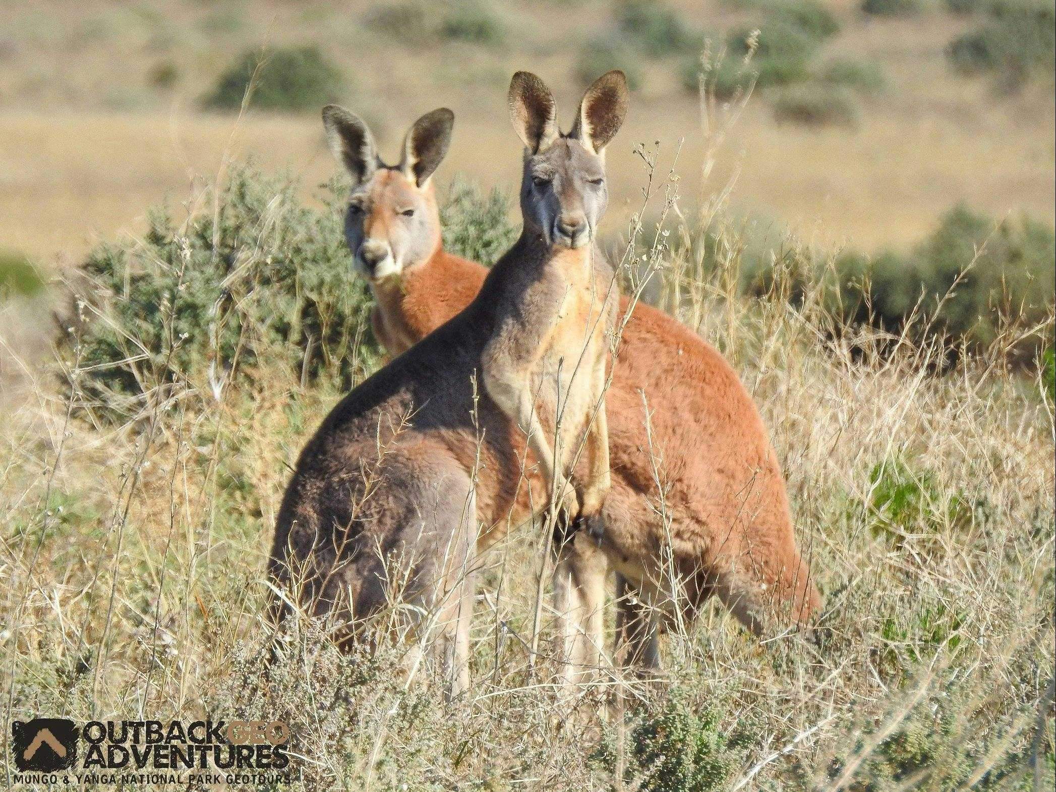 494C523B09B9Bd9A5E5728C41096Bfbf