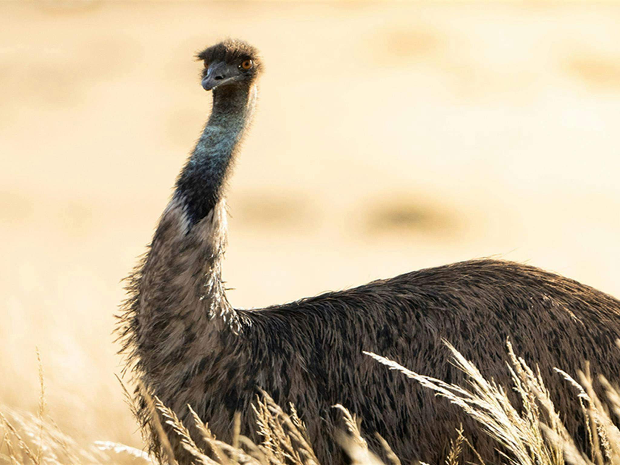 Mungo-Emu_Sjkuhb1