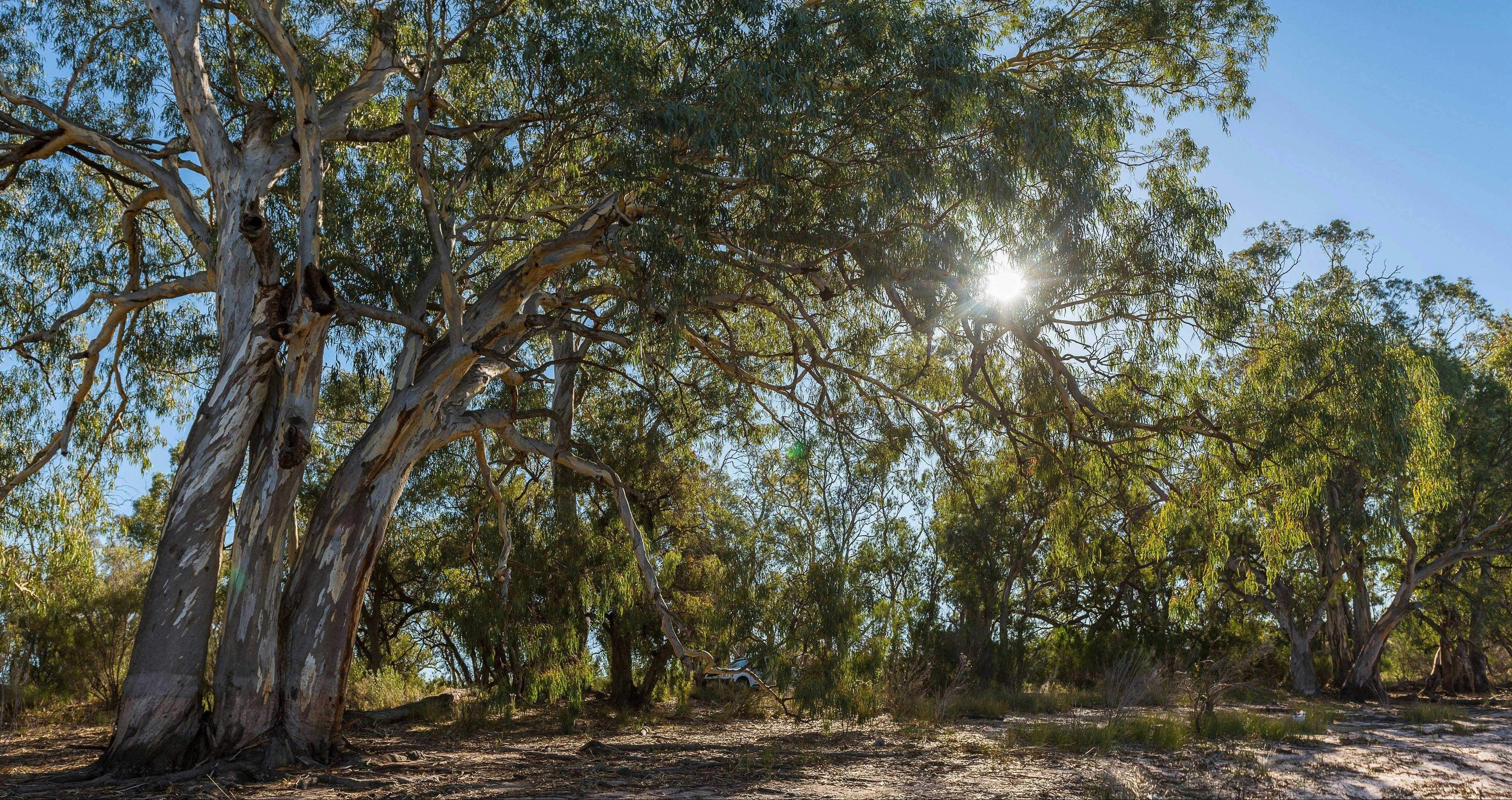 6C442Ad16D29231D8Aa88B100Abc378A