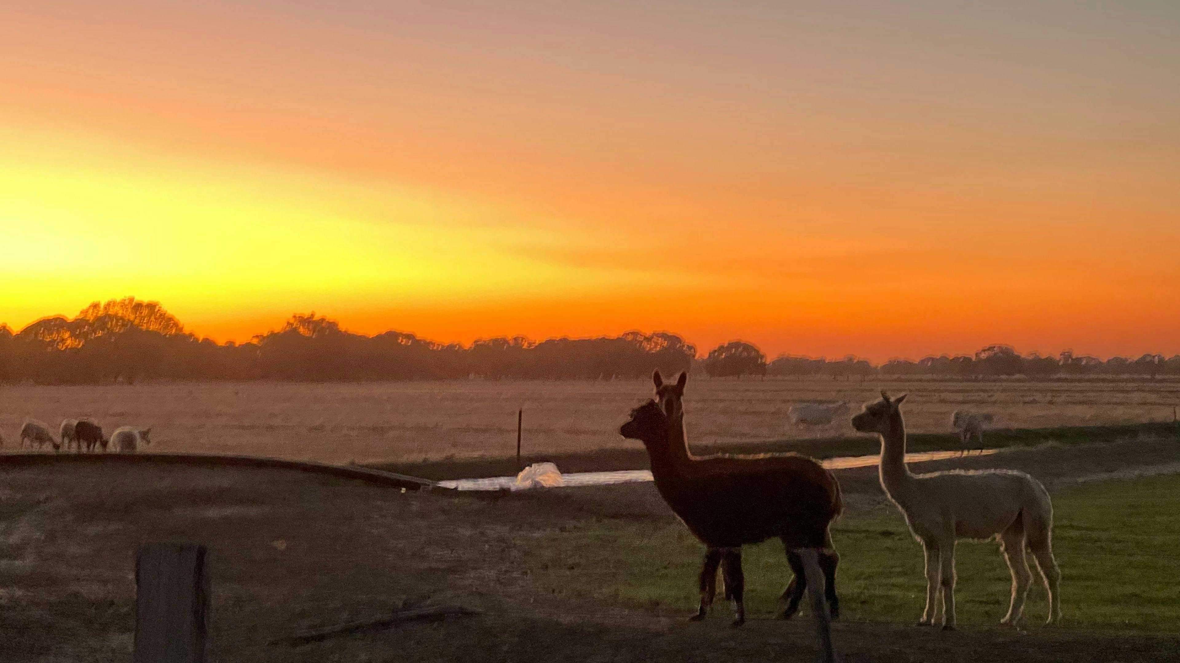 Tom-S-Run-Alpaca-Farm-Tom-S-Run-Alpaca-Farm-Riverina_Ej46D24