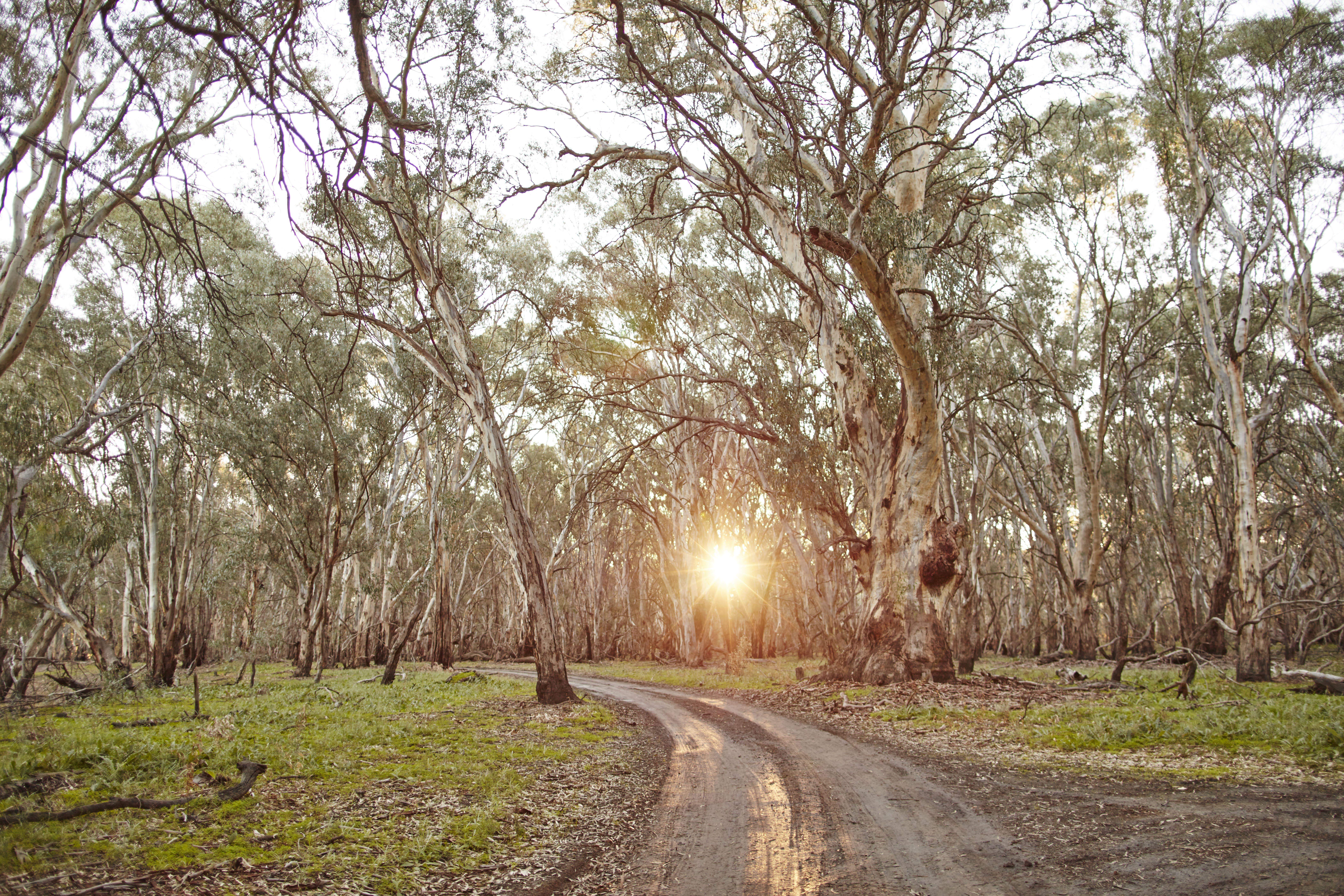 Sunrise in Nyah Vinifera Park