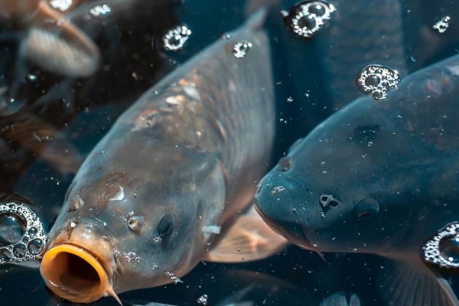 Putta Bucca Carp Muster | Visit Mudgee Region