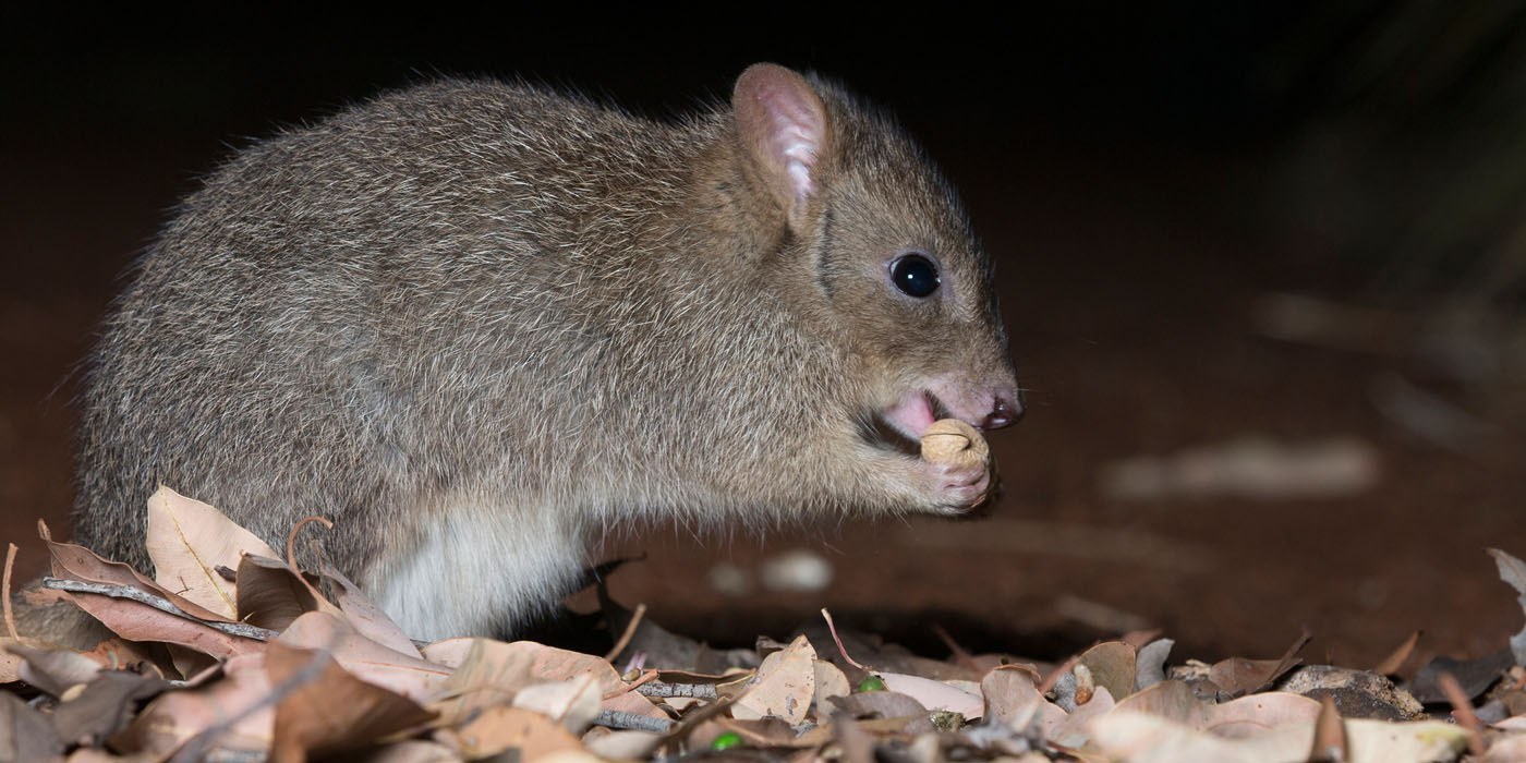 Nocturnal Woylie Walk | Swan Valley