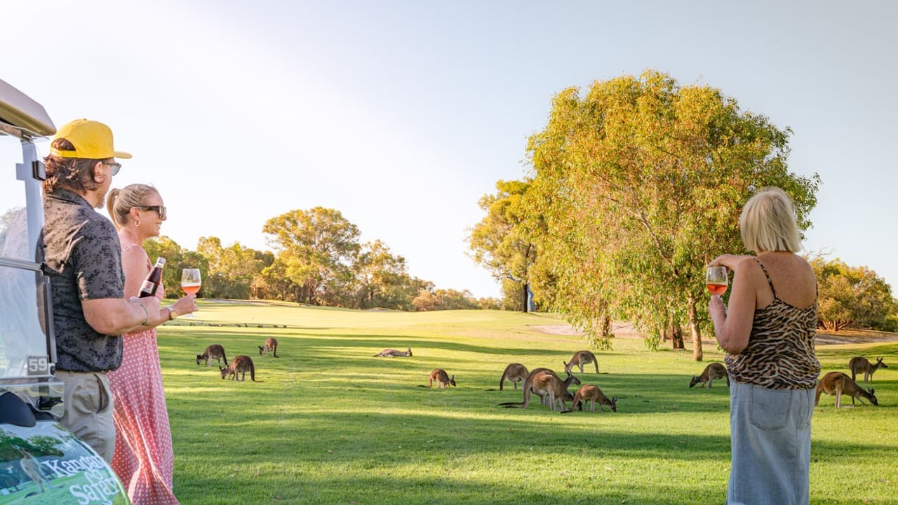 Kangaroo Safari at The Vines Resort | Swan Valley