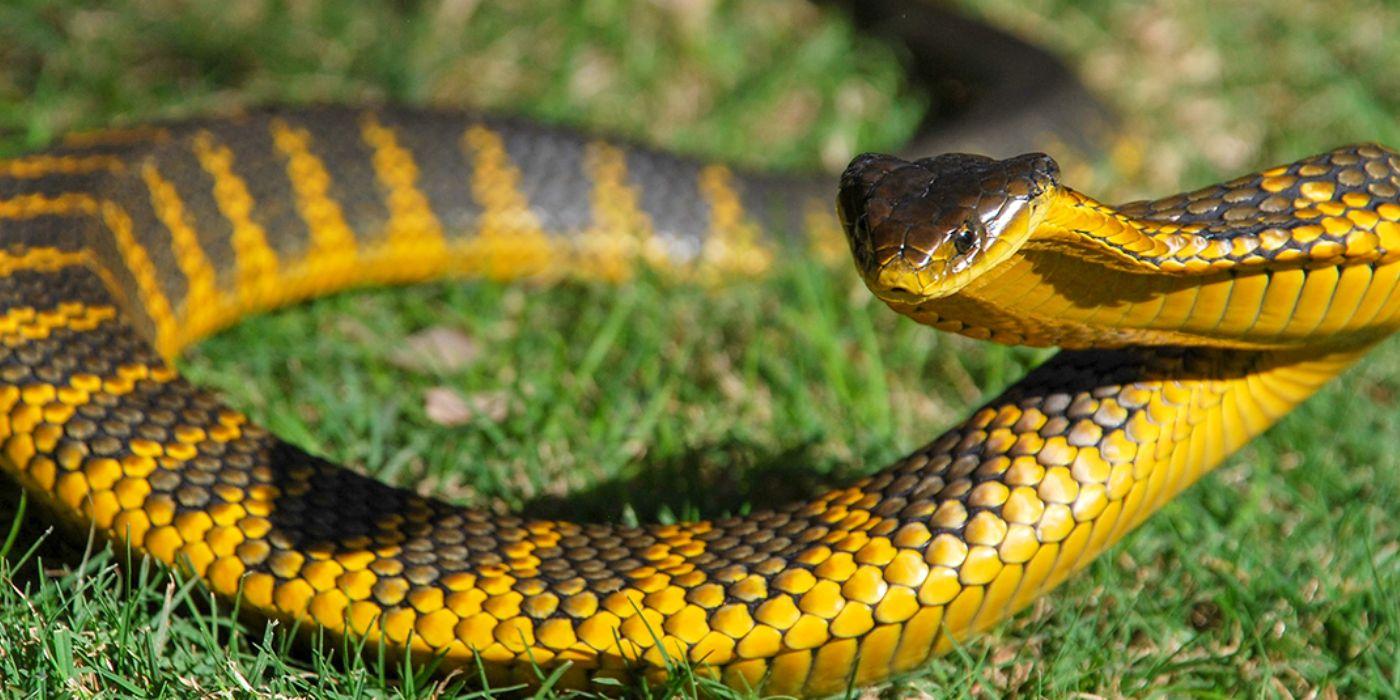 West Australian Reptile Park | Swan Valley